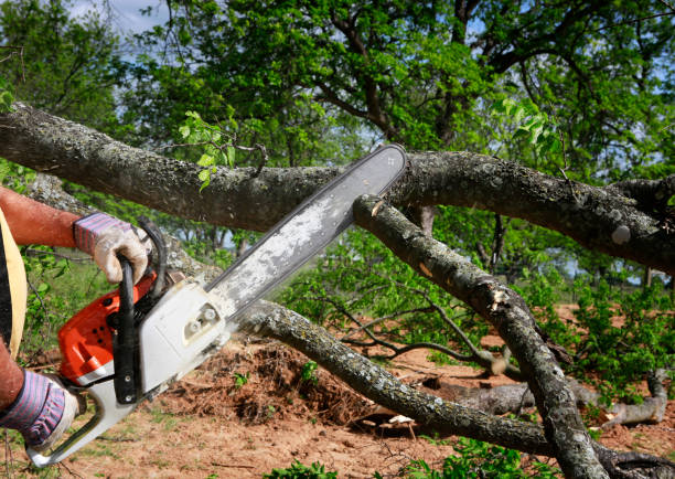 Best Tree Stump Removal  in Center Hill, FL